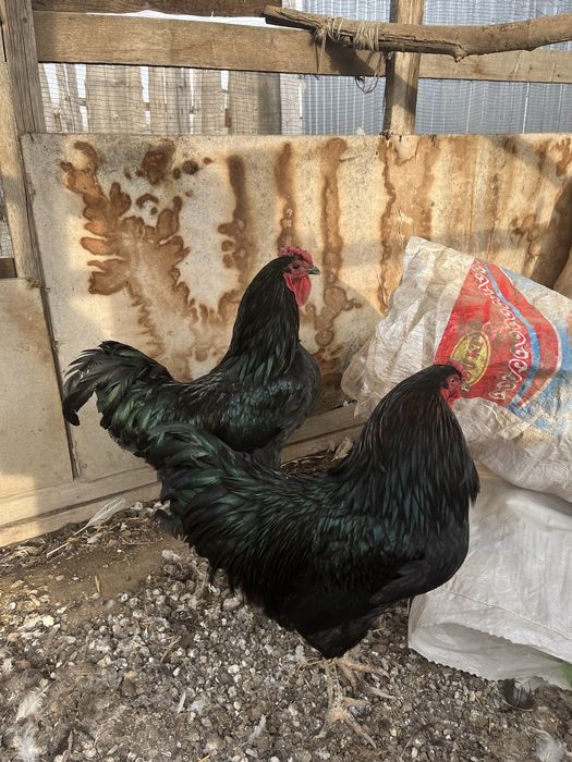 Джерсисский петух