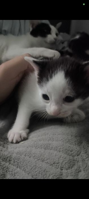 отдам кошку и двух котят