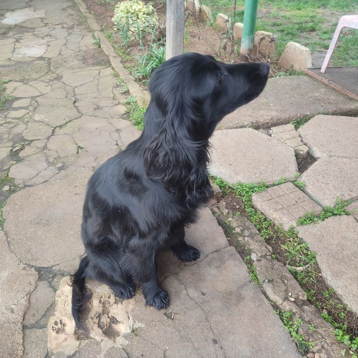 Куче кокер шпаньол за подробности пишете