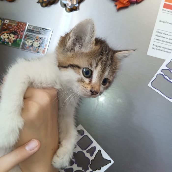 Отдам котят в добрые ручки