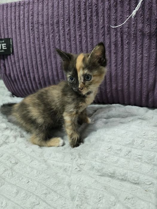 Отдам котят девочки,в добрые руки