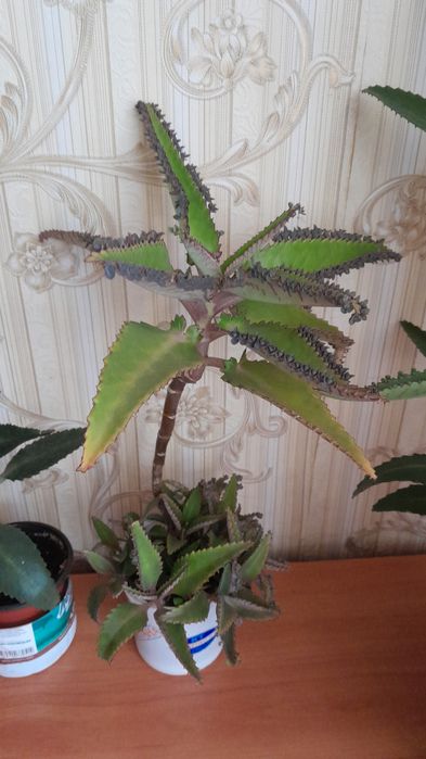 Каланхоэ лечебное продам