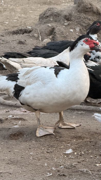 индоутка сатылады