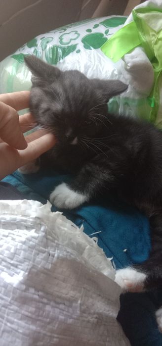 Отдам котят возможна доставка