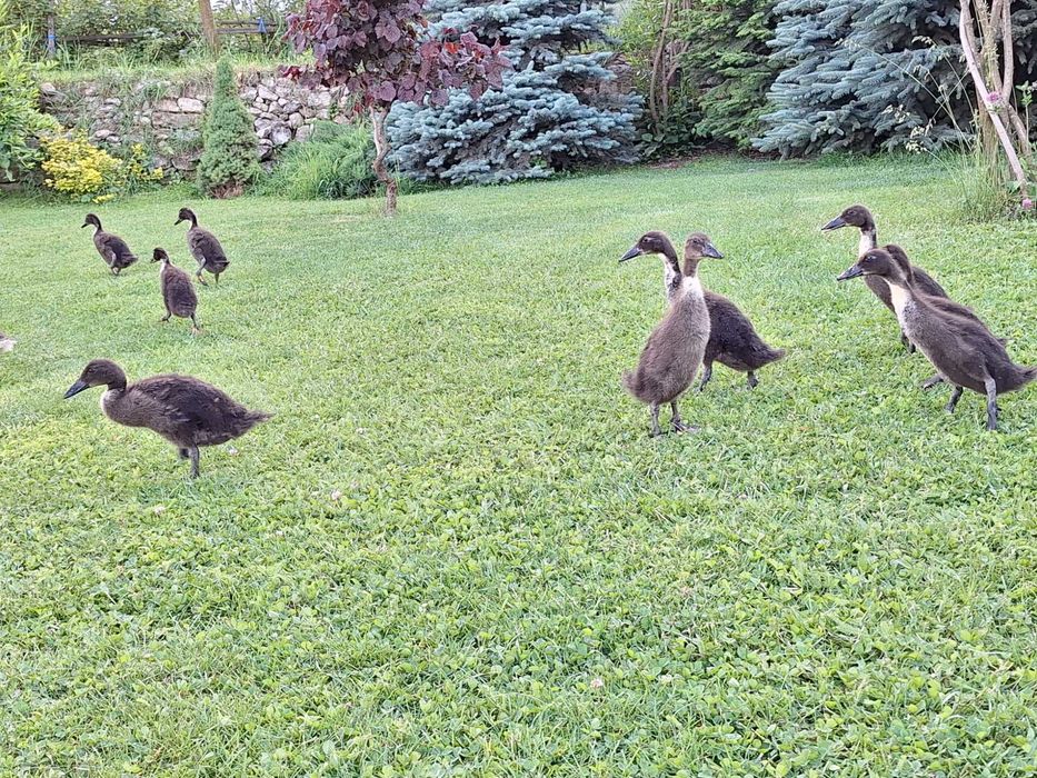 Rață alergătoare indiană