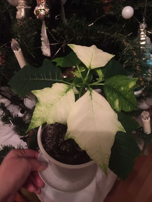 Пуансеттия белая