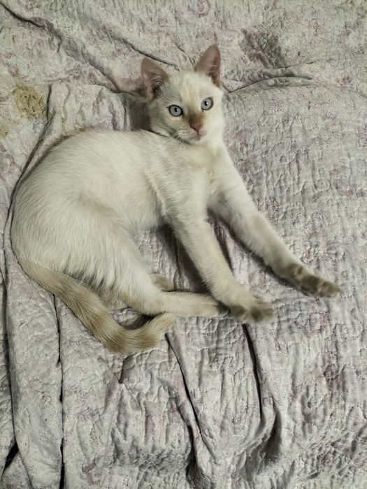 Котенок подросток