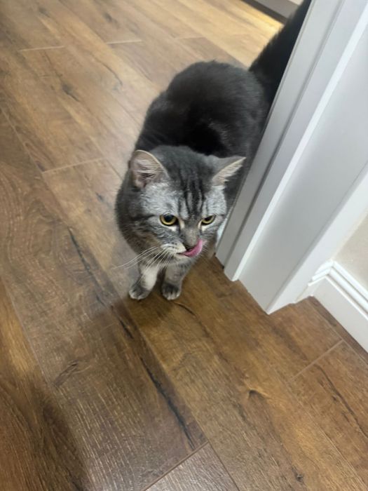 Кошка , отдам в хорошие руки