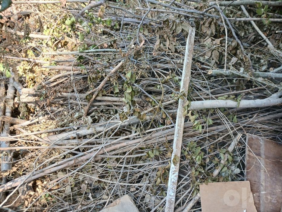 Утин текинга.  .