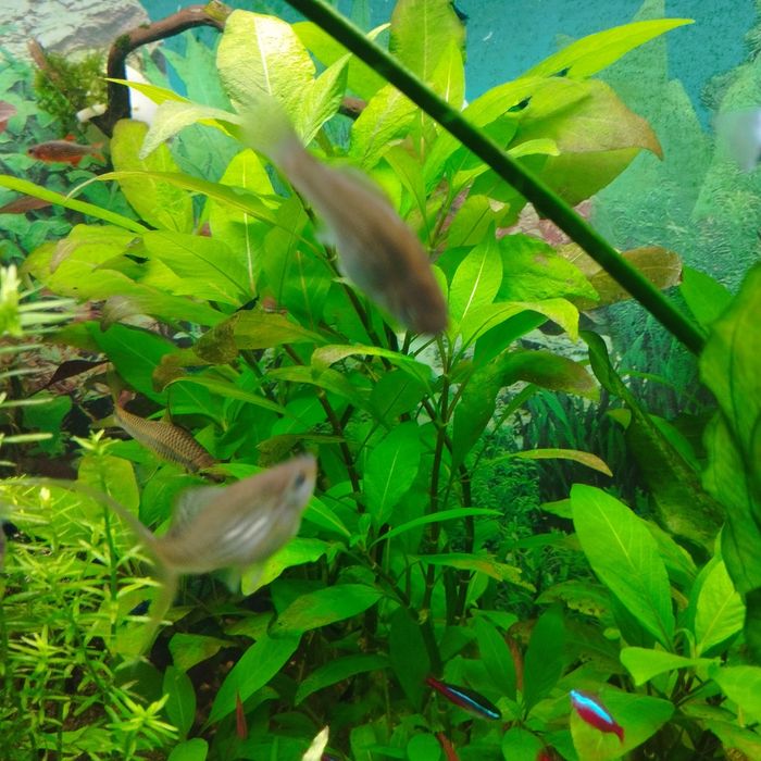 лимонник аквариумное растение