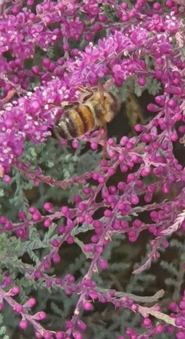 Мёд, пыльца прополис