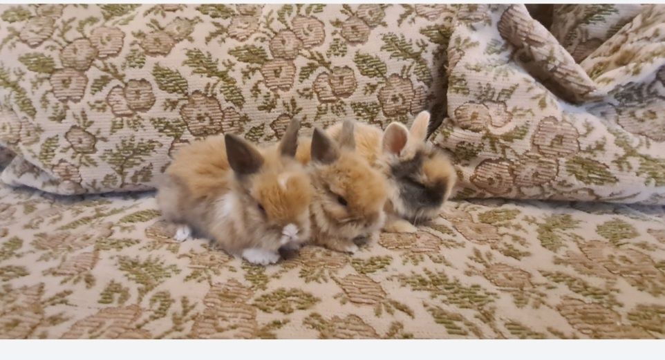 Iepurasi pitici de companie rasa cap de leu