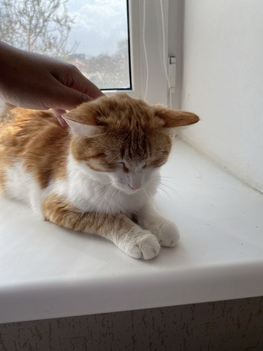 Мысық беріледі мейірімді жанға