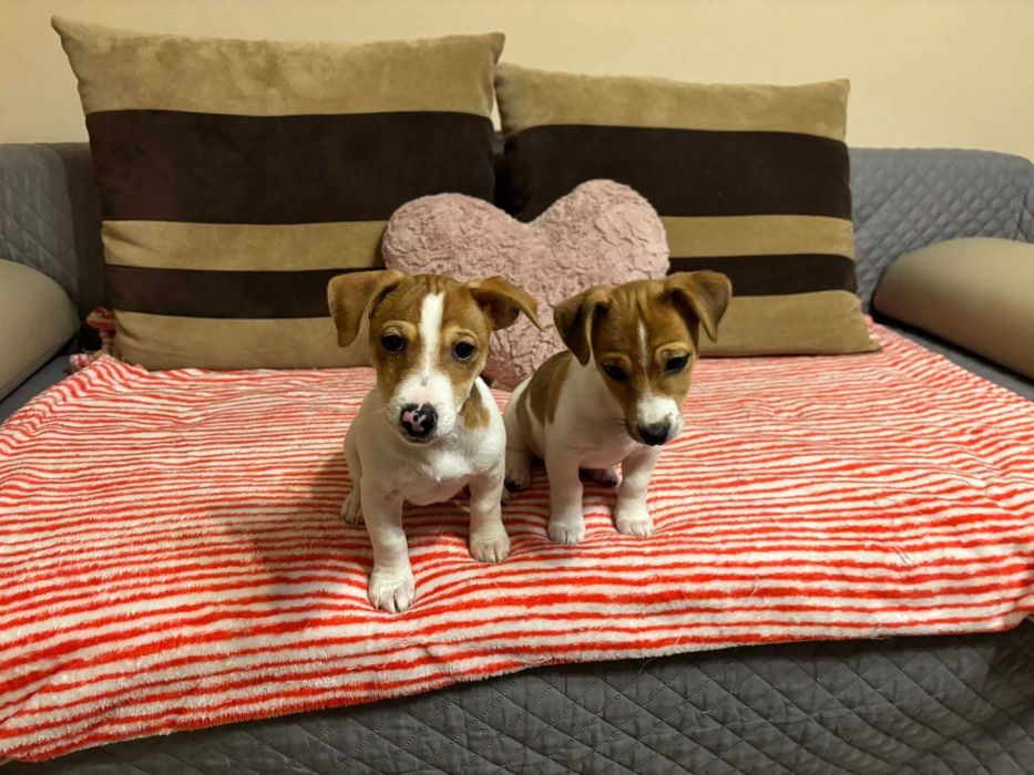 Джак Ръсел Териер- две женски с родословие в гр. София