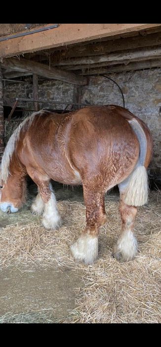 Armasar de monta 500 lei monta