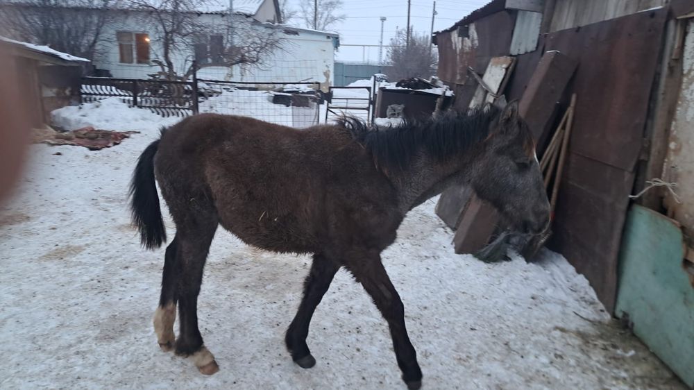 Жеребец апрельский 2025 года