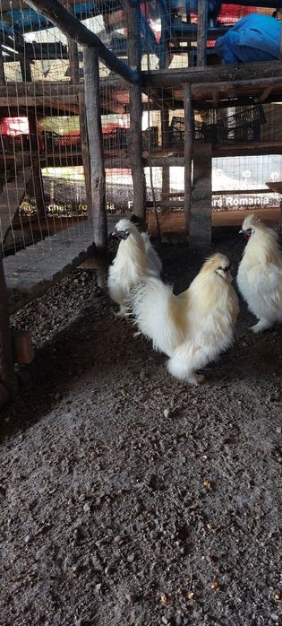 Vand cocosi matase japoneza