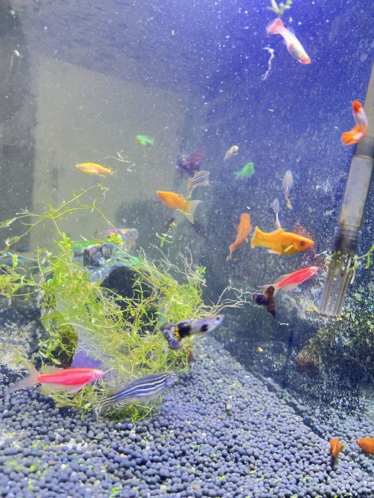 чорнийе Малинези гуппи и други