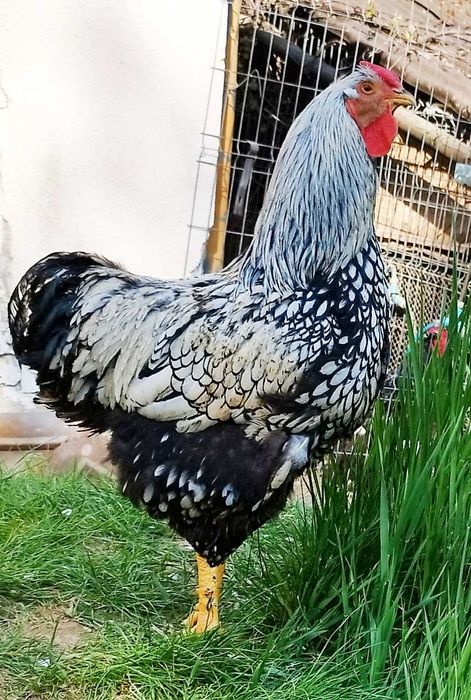 Cocos Wyandotte Argintiu
