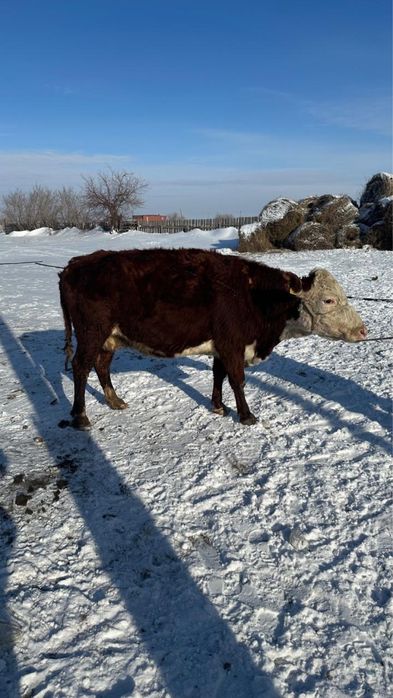 Продам коров 3-5 лет