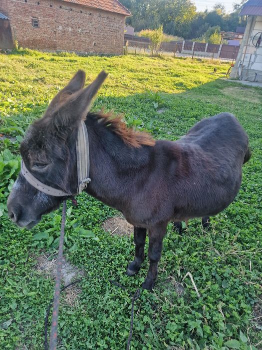 Vând magarita foarte blanda cuminte nu mușca nu da cu picoarele