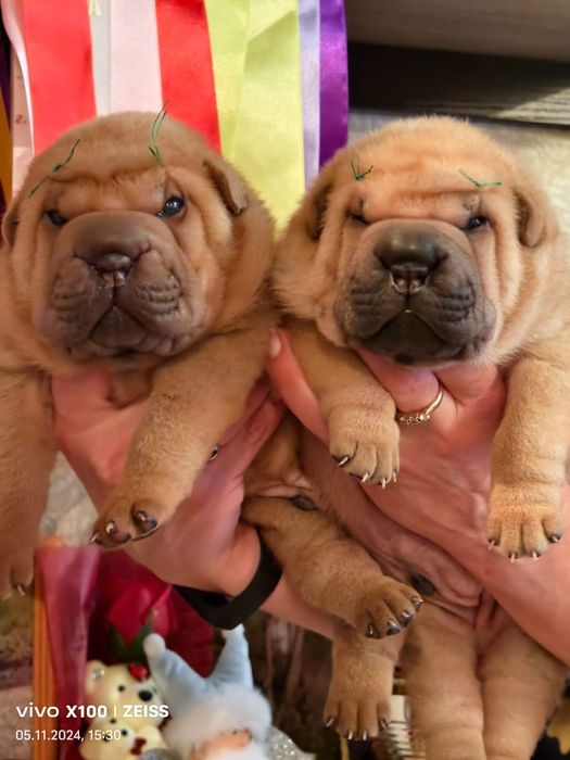 Очаровательные шарпейчики.