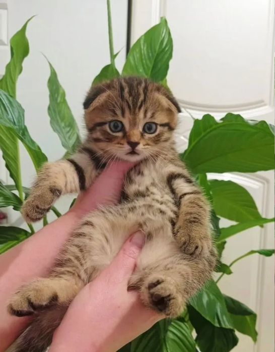 Британские девочки, 1.5 мес