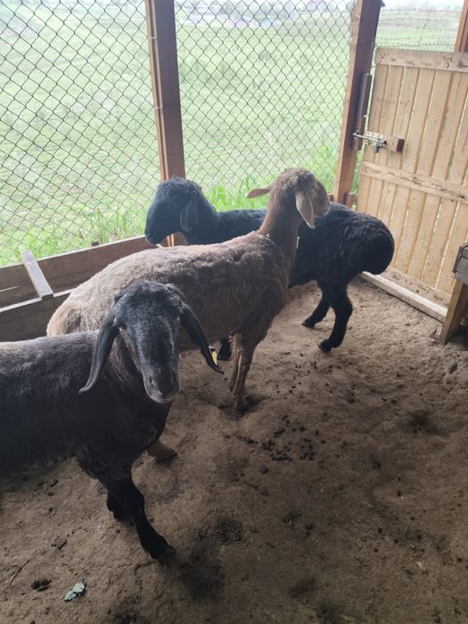 Кошкарлар 1жас 2 айлык