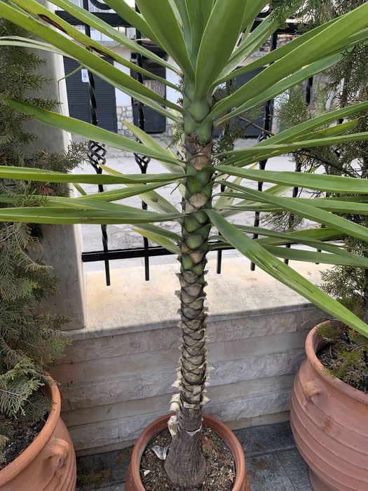 Палми Юка Палми Юка