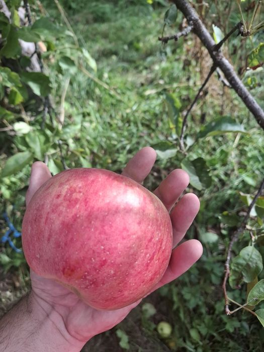 Продавам ябълки и круши