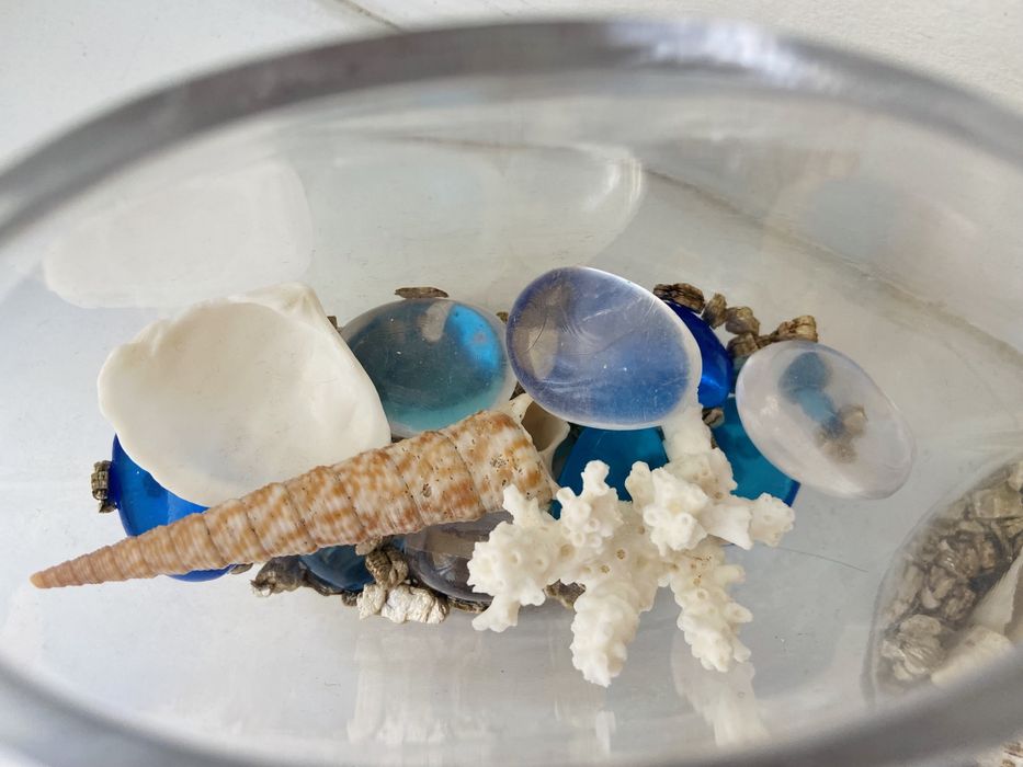 Ракушки декор