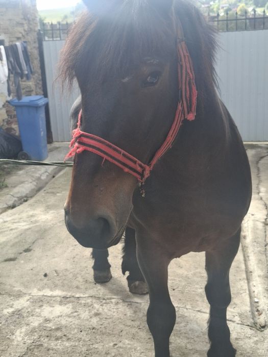 iapă de 3 ani de vânzare