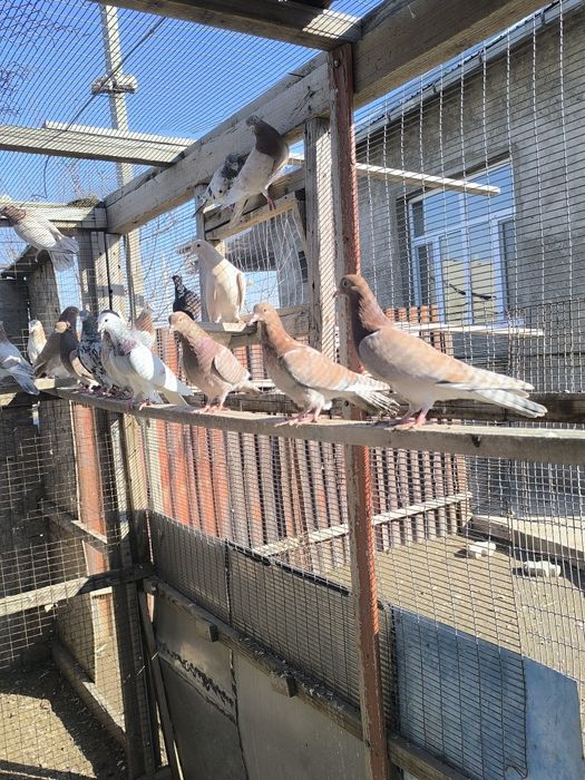 Продаются голуби