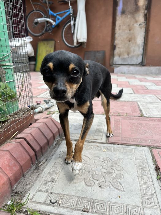 Пропала собака той терьер