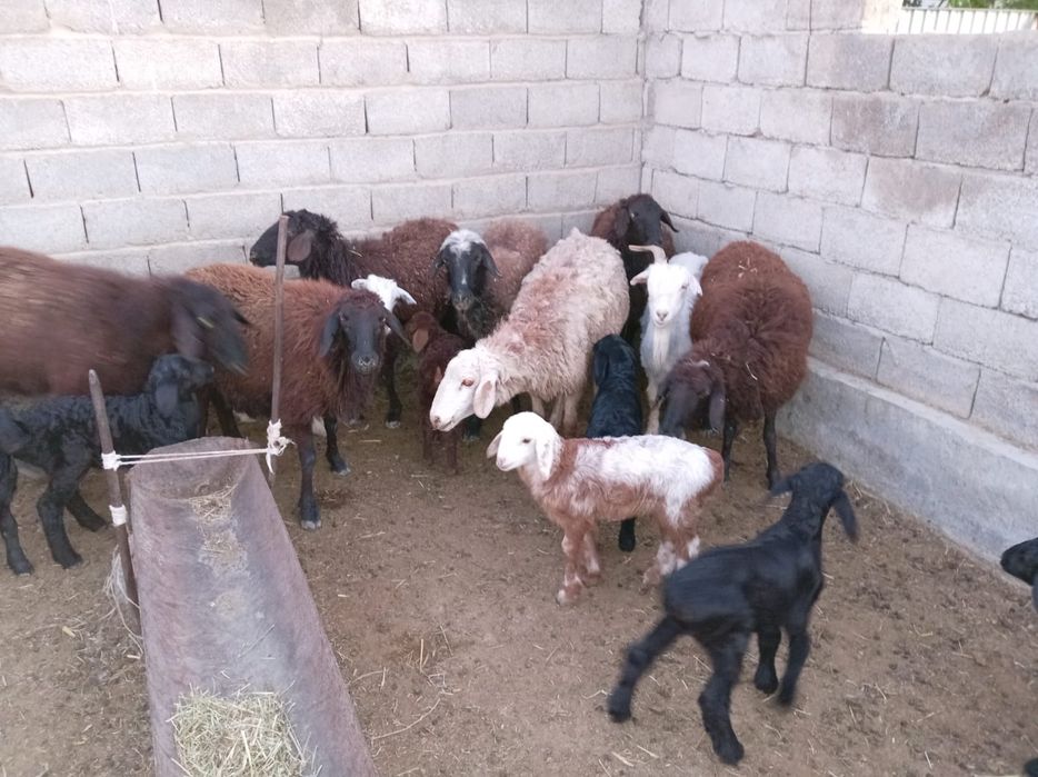 Қозылы қой сатылады