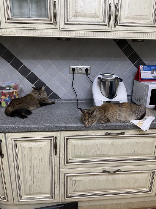 Кошка потерялась! Вознаграждение