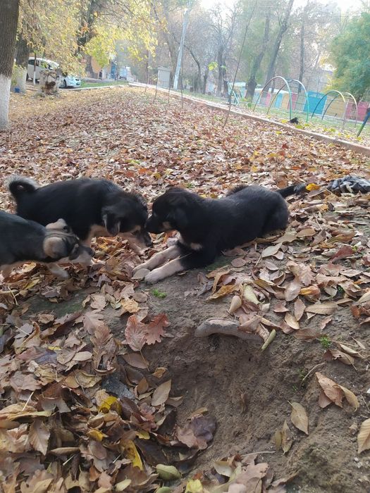 Щенята Отдам в хорошие руки