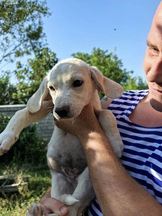 Продаются щенки, 2,5 месяца