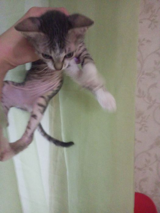 Продам сфинкса донского девочку бело-серый окрас