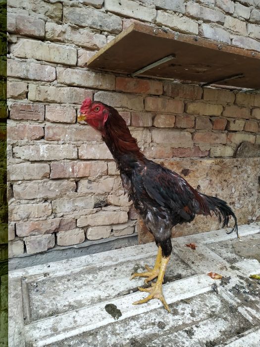 Dakan xoroz zoti turk