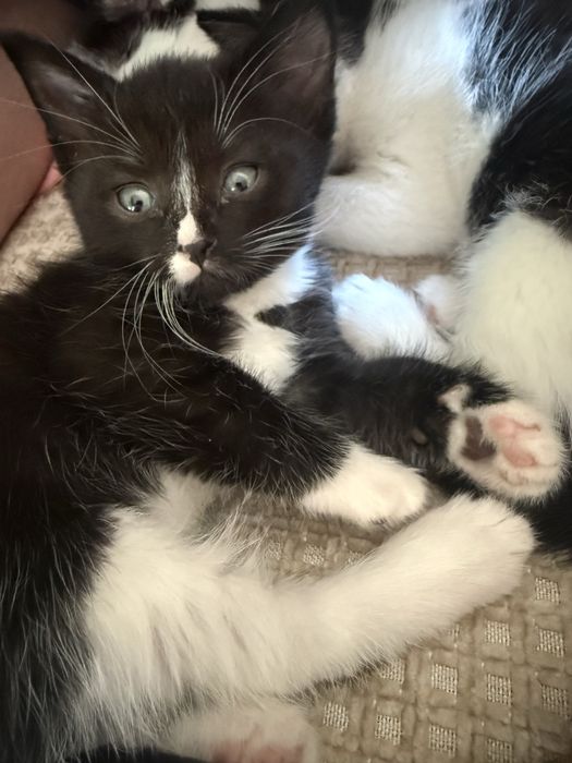 Нежный котенок девочка