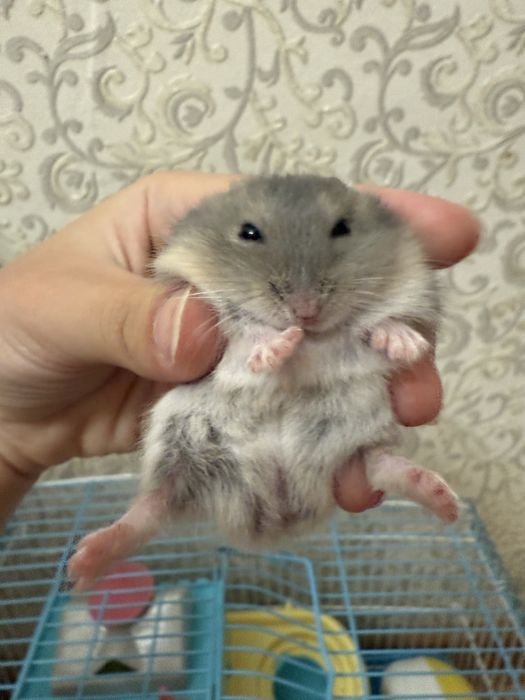 Хомяки светло серые
