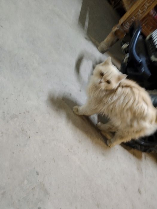 Mushuk sotiladi zotli 400ming