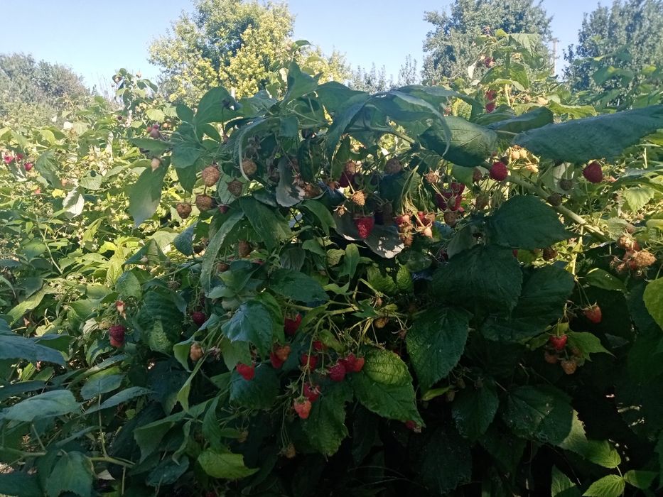 Саженцы летней малины Гусар