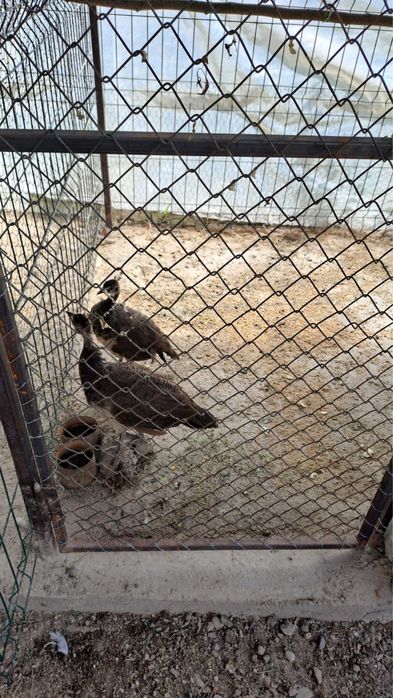 Vand o pereche de pauni