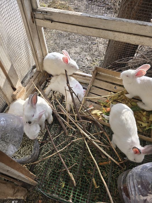 Quyonlar sotiladi. Куенлар бор хар хил. Кролики здоровые. Кролчата