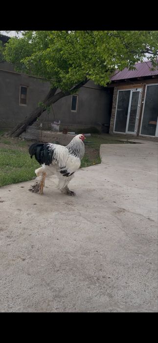 Брама жұмыртқасына заказ қабылдаймын 1000 тенге балапан 2000