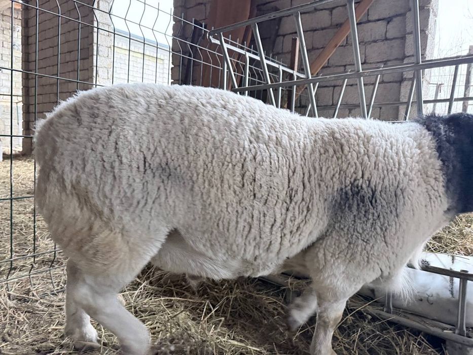 Дорпер зотли куй