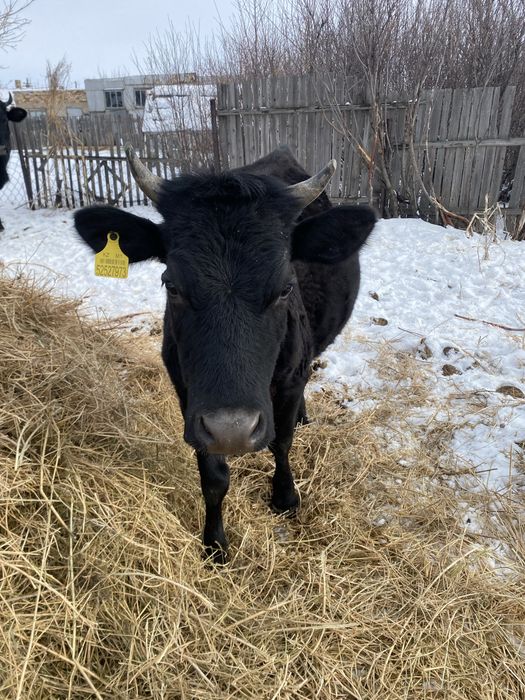 Перво телки Коровы