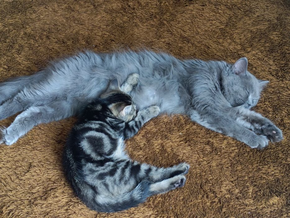 Котята скотиш страйт